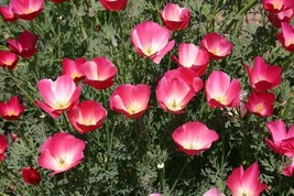 Carmine King California Poppy Seeds 250 Flower Eschscholzia Californica - £6.58 GBP