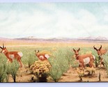 Antilope California Academy Di Sciences Museo San Francisco Unp DB Carto... - $5.08