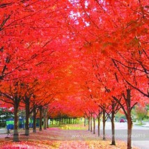 True Japanese Red Maple Tree Seeds Pack 20 Seeds Ornamental Tree E3393 Garden US - £4.17 GBP