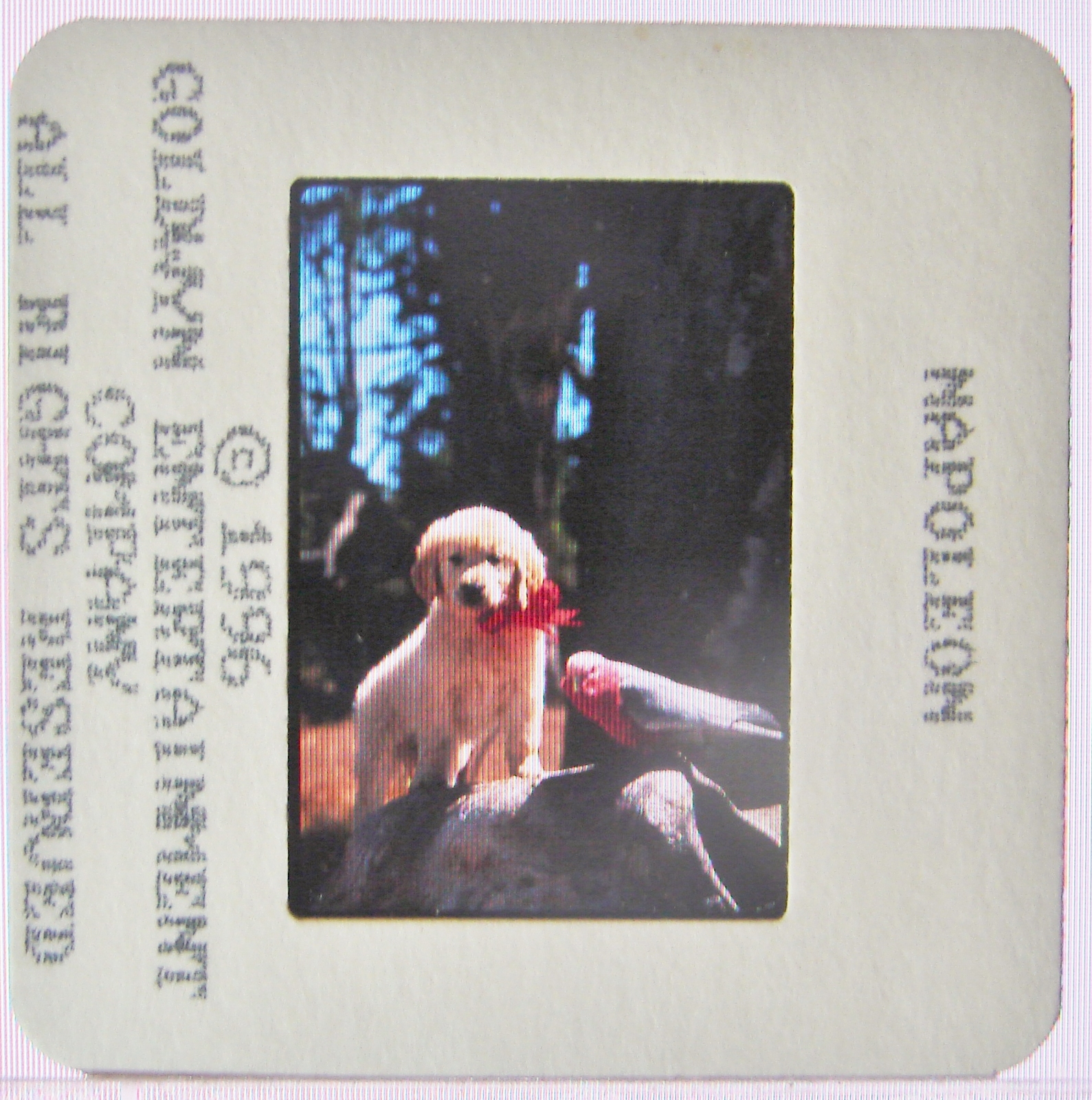 1996 NAPOLEON 35mm Color Movie SLIDE Puppy Dog Adventure - $9.95