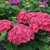 5 Let&#39;S Dance Hydrangea Seeds Perennial Flowers Flower Garden Seed 1431 From Us - $9.89