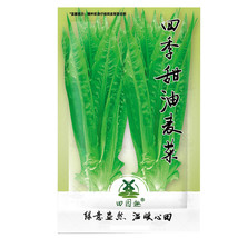 2500 pcs Chinese leaf lettuce Sword pointed lettuce A Choy You Mai Tsai FRESH SE - £5.49 GBP