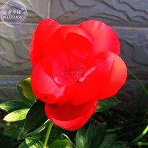 New Fresh Peony Fresh Red Big Blooms Flower Seeds 3 Layer Bonsai Perennial Flowe - $4.65