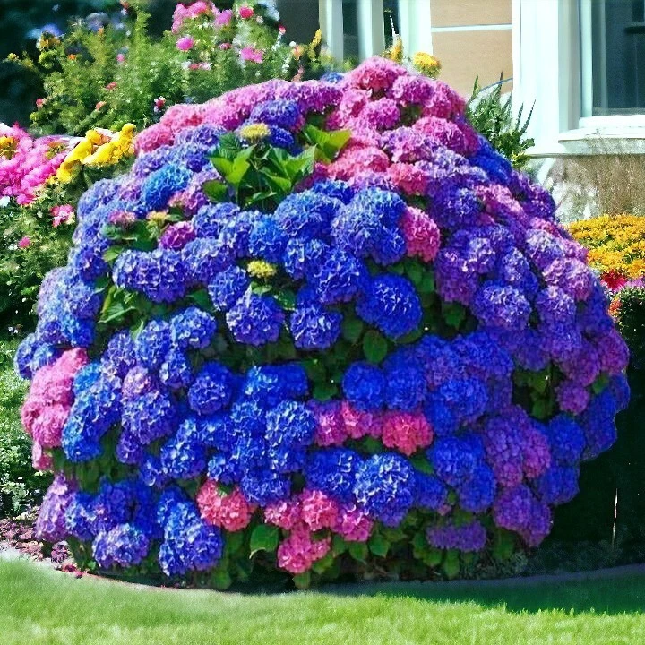 25pcs Blue Pink Purple Hydrangea - Beautiful and Hardy Perennial Flowers. - $10.98