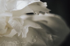 White Iris with Dew Drops Wall Art Print Various Sizes Fine Art Photogra... - £28.32 GBP+
