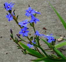 50 Seeds - Aristea ecklonii - Blue Stars Iris - Vibrant Blue, Drought Tolerant - £7.01 GBP