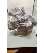Beautiful Real Blue Ridge Coral Extra Large Coral - Large - - $67.31