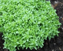 20 Heirloom Spicy Globe Basil Seeds for Garden - $12.00