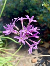 Tulbaghia Violacea - Society Garlic - Pink Agapanthus- 30 Seeds Fresh Ga... - $9.98