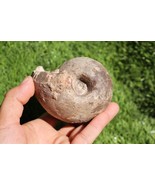 Fagesia Ammonite Cretaceous fossil Rare Ammonites fossil Natural fossils A46 - $1,048.35 MXN