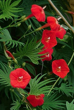 SHIPPED FROM US 40 Ipomoea Quamoclit Cypress Vine Cardinal Creeper Seed, BR07 - £19.02 GBP
