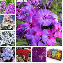 200  pcs Phlox Flower Outdoor Bonsai Plant for Home Garden Blooming Plants, Chin - £6.67 GBP