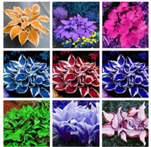 New Fresh Promotion 150 Pcs Beautiful Hosta Bonsai Perennials Lily Flower Shade  - $5.45