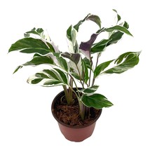 Calathea Stella, 4 inch, Rare Variegated Prayer Plant, Cathedral Plant, Green an - £18.50 GBP