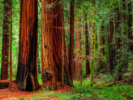 Jstore Redwood Coastal California Tree Sequoiadendron Sempervirens 44 Seeds - £8.71 GBP