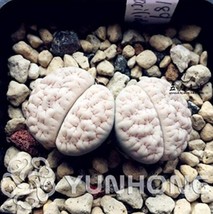 100PCS Ball Conophytum vanzylii Lithop Seeds Greyish White Succulent - £10.26 GBP