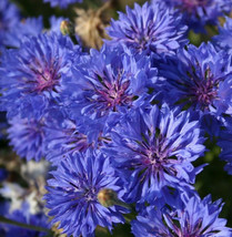 Blue Dwarf Bachelor Button Blue Cornflower Edible Wild Flower Fresh Seeds USA - £11.55 GBP