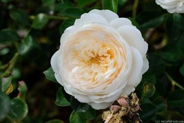 Chris Warner Rose plant bare rooted - $27.72