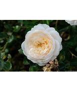 Chris Warner Rose plant bare rooted - €24,03 EUR