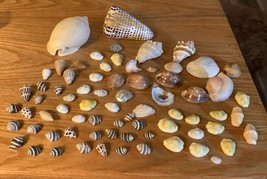 Sea Shells Assortment Small to Large - $275.86 MXN