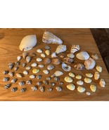 Sea Shells Assortment Small to Large - $275.86 MXN