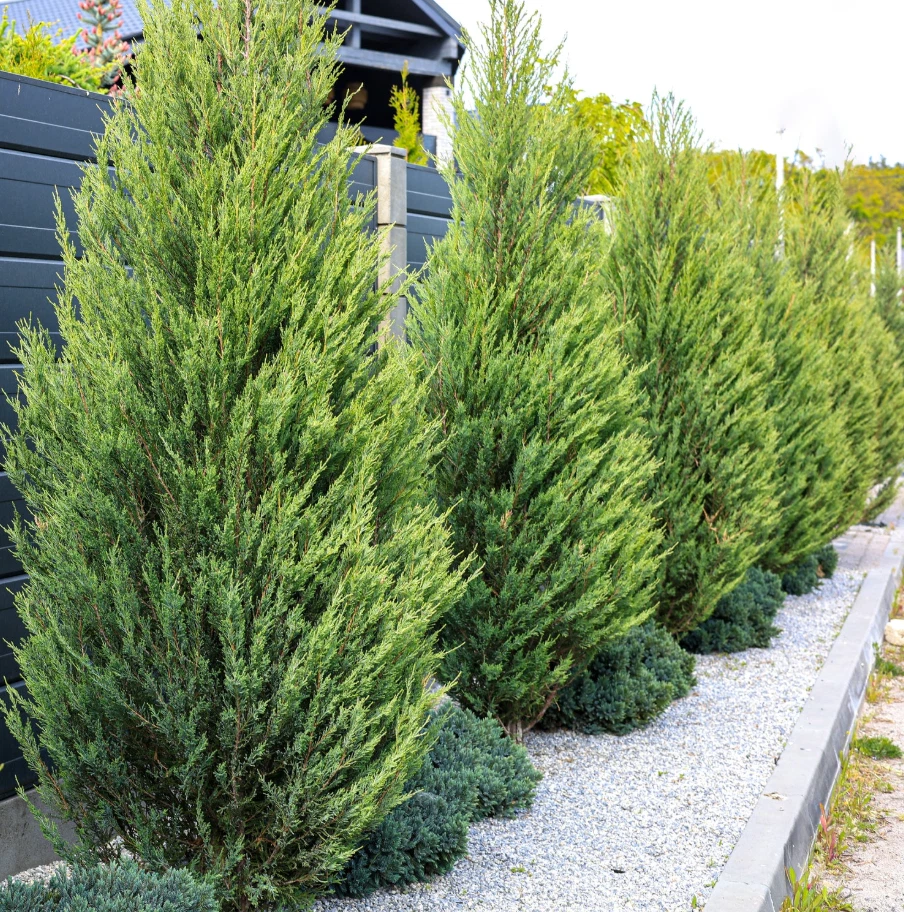 Leyland Cypress Tree Starter Plant Landscape Evergreen Bare Root in 2.5 ... - $28.07