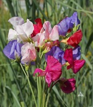 Grow In US 25 Seeds Sweet Pea Mammoth Flower Mix Lathyrus Fragrant 5&#39; Tall Vine - £8.39 GBP