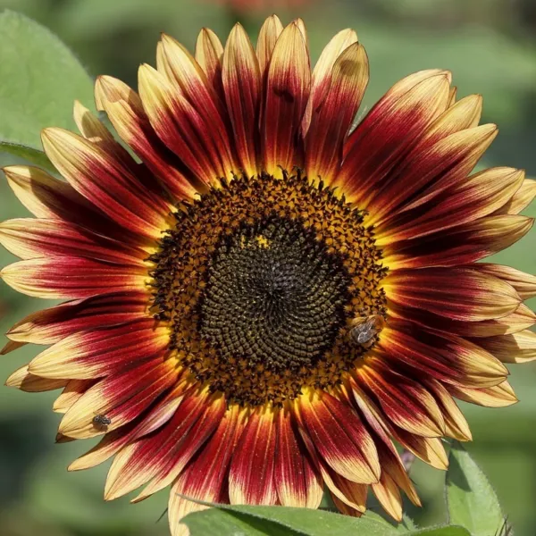 Evening Sun Sunflower Seeds 30+ Annual Flowers Bees Garden - £3.29 GBP