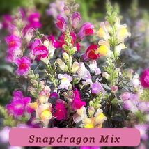 5812 snapdragon mix pop thumb200