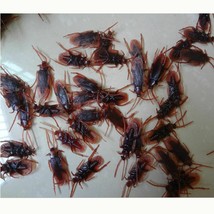 20 Prank Fake Roaches Plastic Cockroaches Creepy Roach Bugs Party Game T... - £10.38 GBP