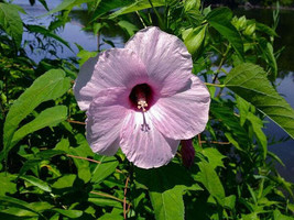 LWSTORE Hibiscus Laevis Soldier Rose Mallow 10 Seeds USPS Shipping - £7.97 GBP