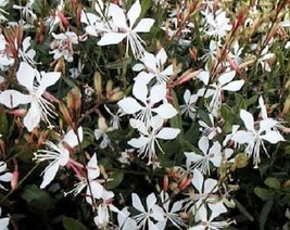 100 White Gaura Whirling Butterflies Gaura Lindheimeri Flower Seeds Fresh Usa Se - £8.27 GBP