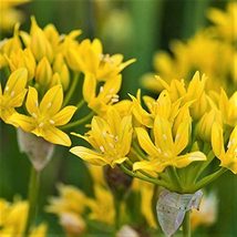 Yellow Allium Bulbs - Pack of 5 - A Must Have in The Garden, Makes an Excellent  - $15.49