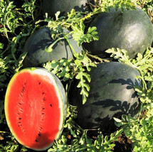 Grow In US 30 Giant Black Diamond Watermelon Seeds Heirloom Organic - £6.85 GBP