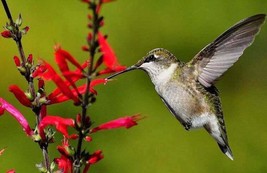 US Seller 10 Pineapple Sage Red Salvia Elegans Herb Flower Seeds - £9.40 GBP