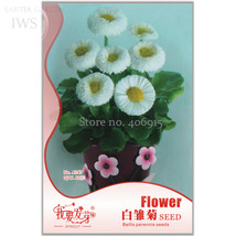 White Daisies Seeds Dwarf Bellis Perennis Seeds Original Pack 60 seeds bonsai da - $6.99