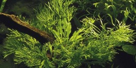 JAVA FERN MICROSORIUM WINDELOV ONE POT-Freshwater Aquatic Live Plants  - £5.44 GBP