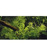 JAVA FERN MICROSORIUM WINDELOV ONE POT-Freshwater Aquatic Live Plants  - $6.92
