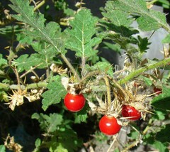 Lychee Tomato - Solanum sisymbriifolium - 10+ seeds (So 039) - £1.56 GBP