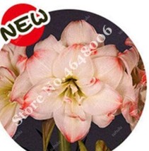 100 Pots Amaryllis Pots Hippeastrum Flowers Lilies T New Fresh Seeds USA - £8.71 GBP