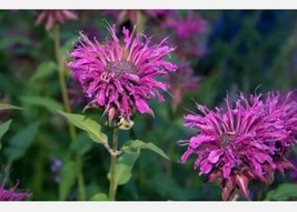 300 Beebalm Purple Bee Balm Flower Monarda SeedsFrom US  - $8.35