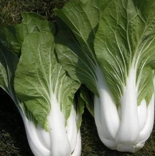 Chinese Cabbage Seeds Pak Choy White Stem 500 Seeds - $6.00