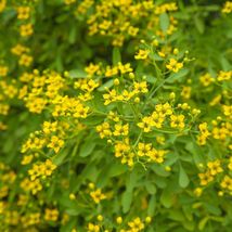 100+  Rue Seeds Common Herb REPELLENT HEIRLOOM NON-GMO USA SELLER  - $8.85
