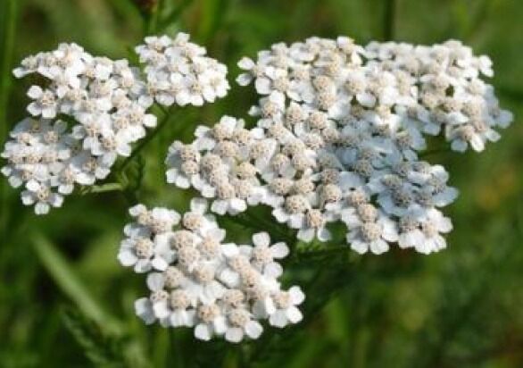 AF - WHITE YARROW PERENNIAL FLOWER 200 FRESH SEEDS - $5.49