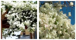 Bougainvillea Keywest White Small Well Rooted Starter Plant - £38.82 GBP
