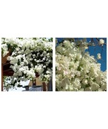 Bougainvillea KEYWEST WHITE Small Well Rooted Starter Plant - £39.01 GBP