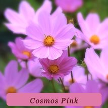 Cosmos 50 Seeds 2024 Powder Pink Prolificcompact Dwarf Bipinnatus Cosmo ... - $102.23 MXN