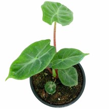 Alocasia Ivory Coast Variegated, Elephant Ear African Plant, Clear Green - £11.90 GBP