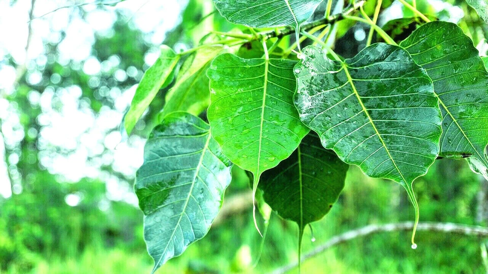 80 Sacred Fig Seeds, Ficus religiosa, Buddha Peepal Tree, Ornamental Bonsai - $6.49