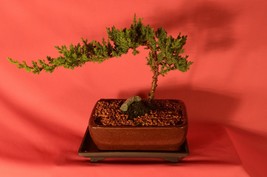 Bonsai,Traditional,Japanese Juniper,6 Years Old,Actual Bonsai For Sale Not Photo - $49.99